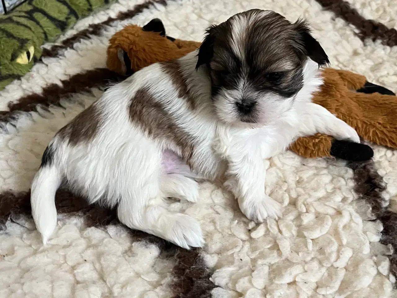 Billede 2 - Shih tzu / Malteser hvalpe