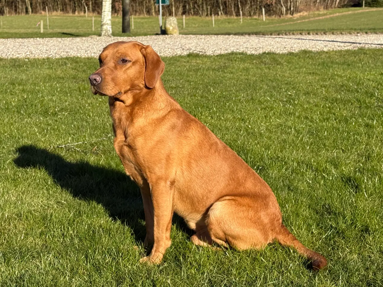 Billede 2 - Labrador til avlstjeneste