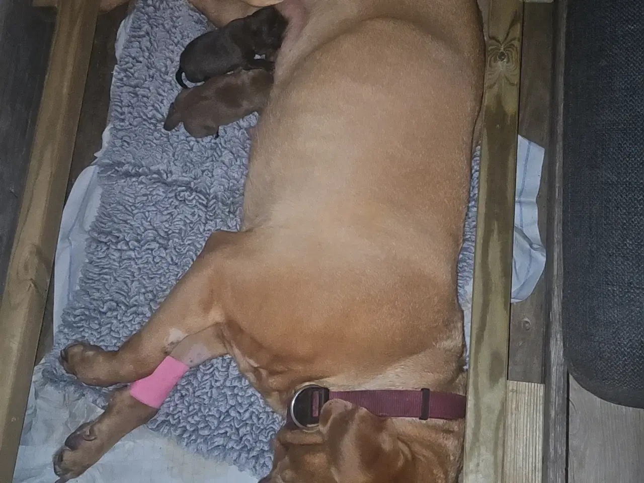Billede 12 - Dogue de bordeaux blandings hvalpe