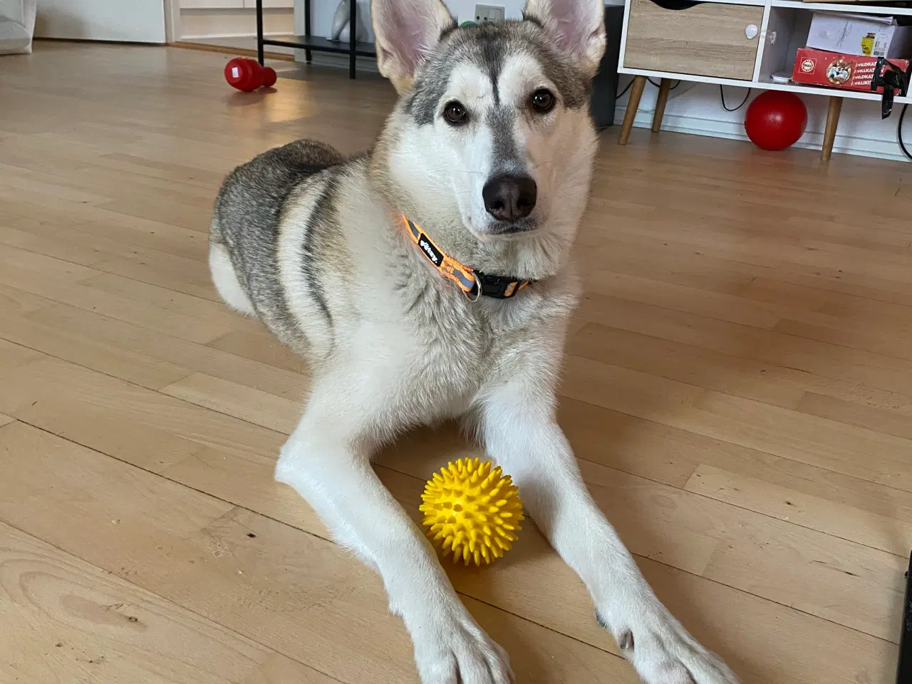 Billede 1 - Tøsen på lidt over 1 år søger nyt hjem