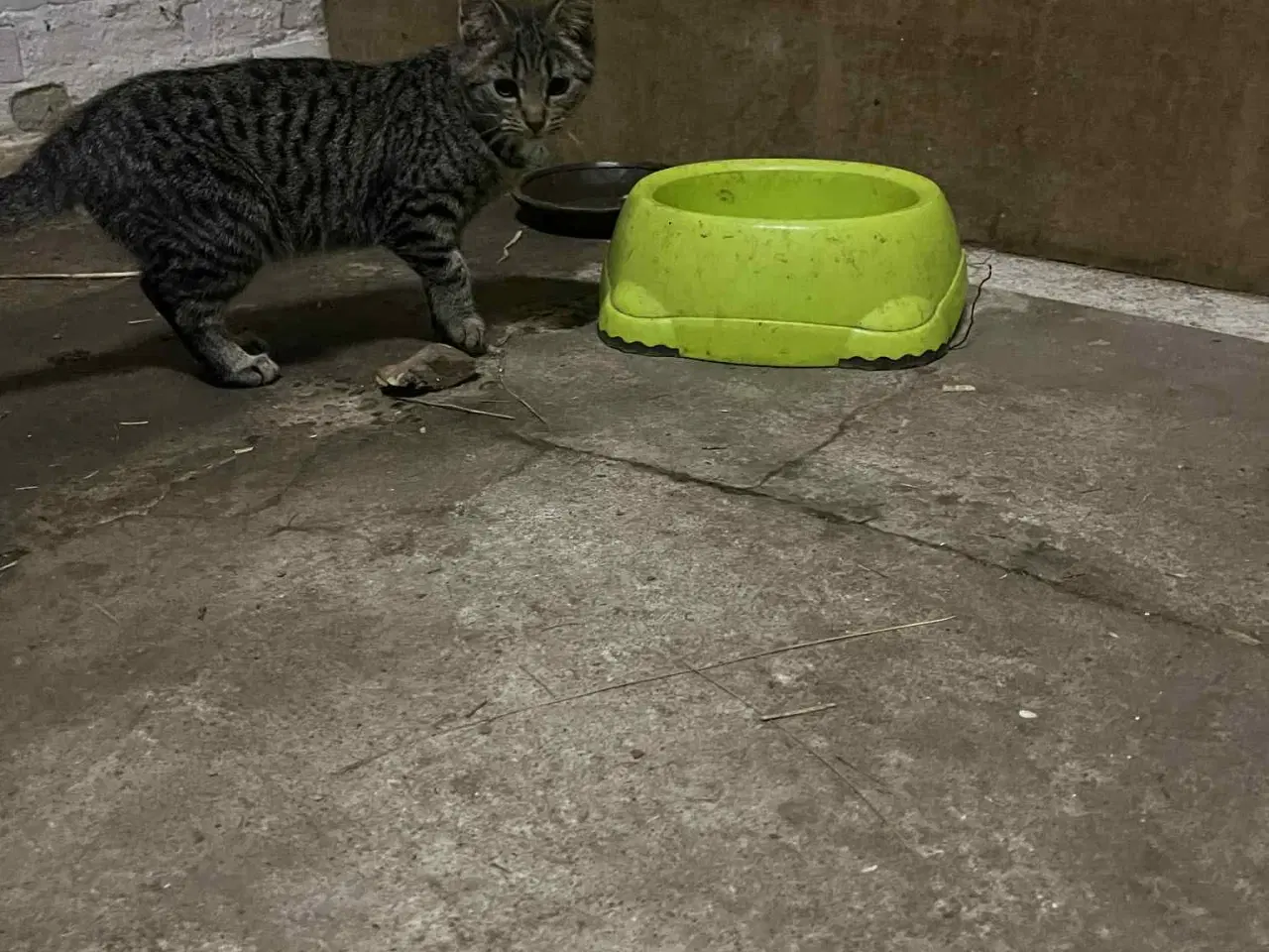 Billede 4 - Hun Killinger