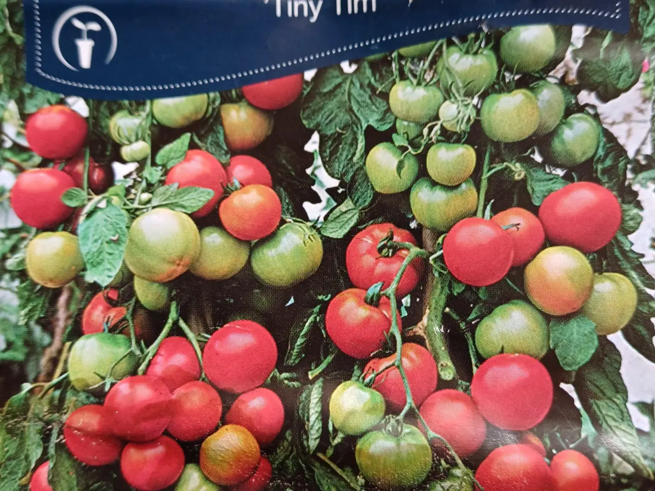 Billede 16 - Tomatplanter mange forskellige