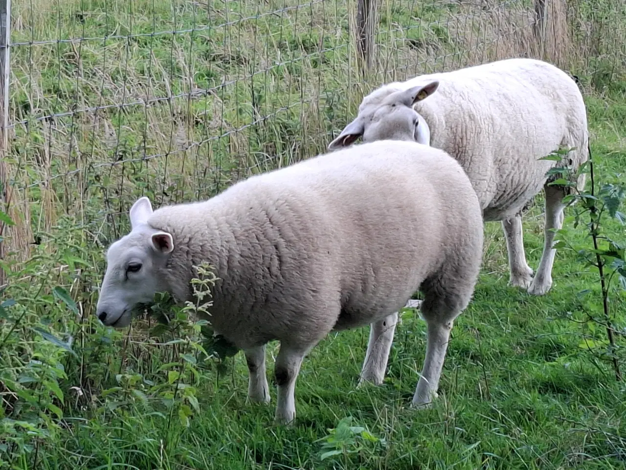 Billede 4 - Texel lam