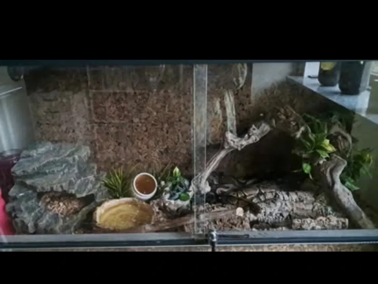 Billede 1 - Kongepyton 