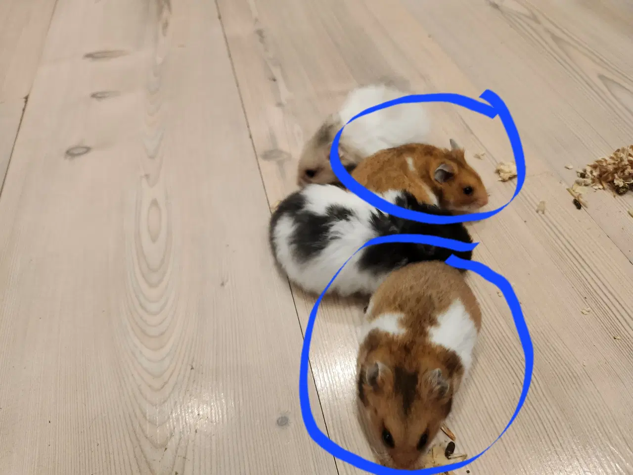 Billede 2 - Guldhamster unger