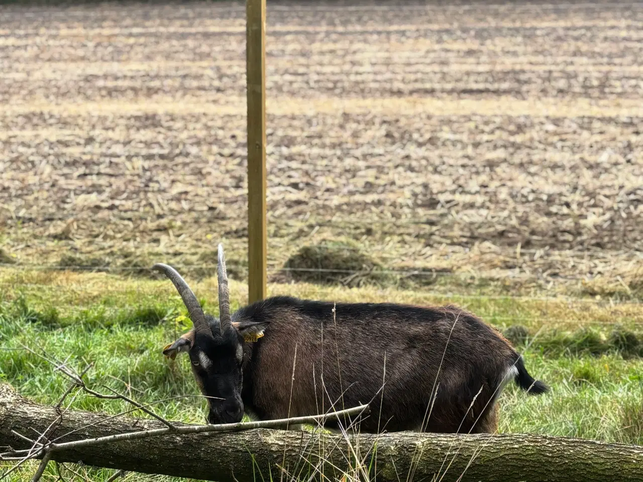 Billede 2 - Landrace ged 