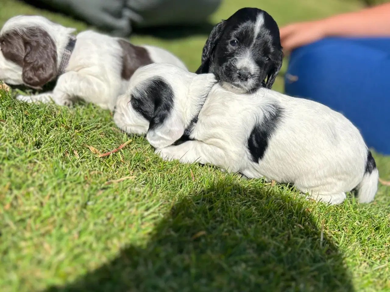 Billede 2 - FT Cocker spaniel født 12. April