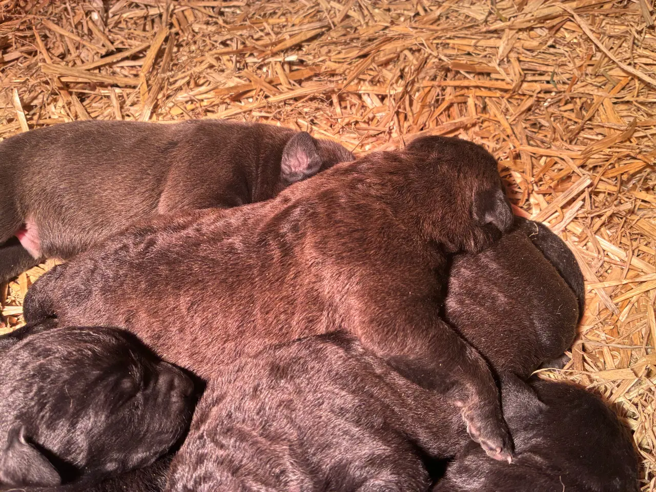 Billede 1 - Fine hvalpe