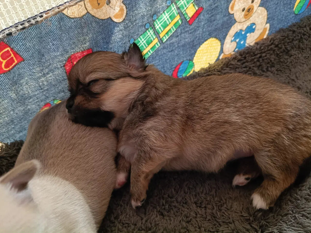Billede 3 - Ægte chihuahua hvalpe 