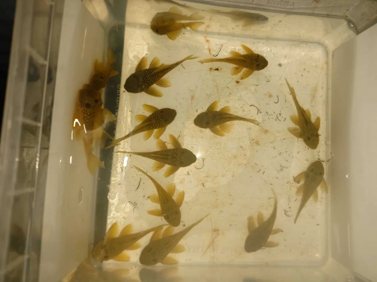 Billede 1 - L200 Green Phantom 