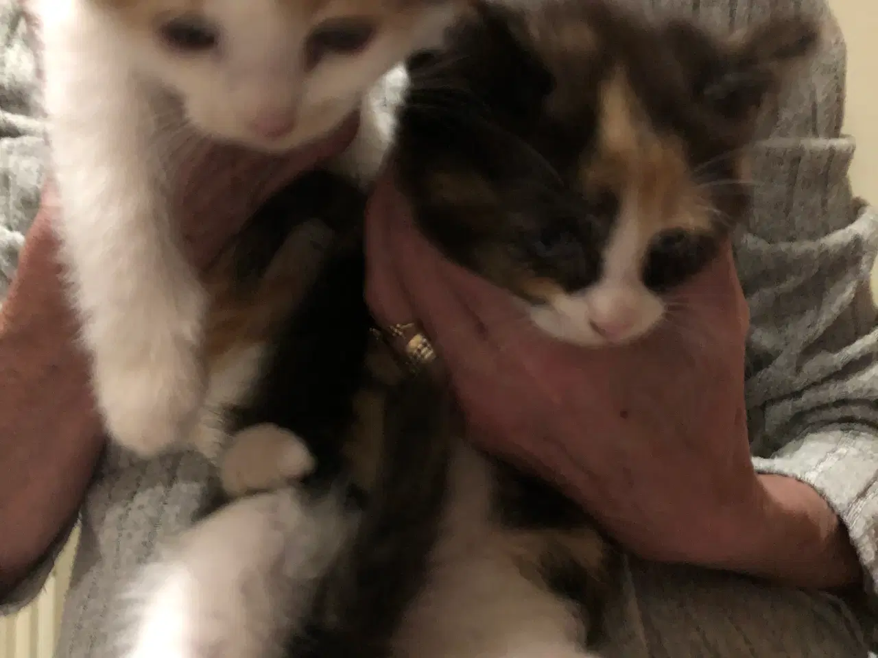 Billede 1 - de bliver 12 uger den 24-11