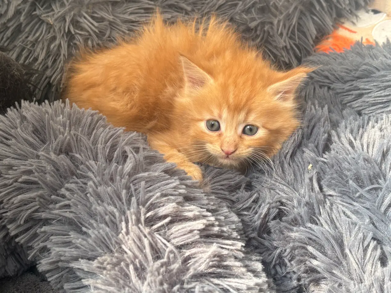 Billede 11 - Dejlige smukke og flotte