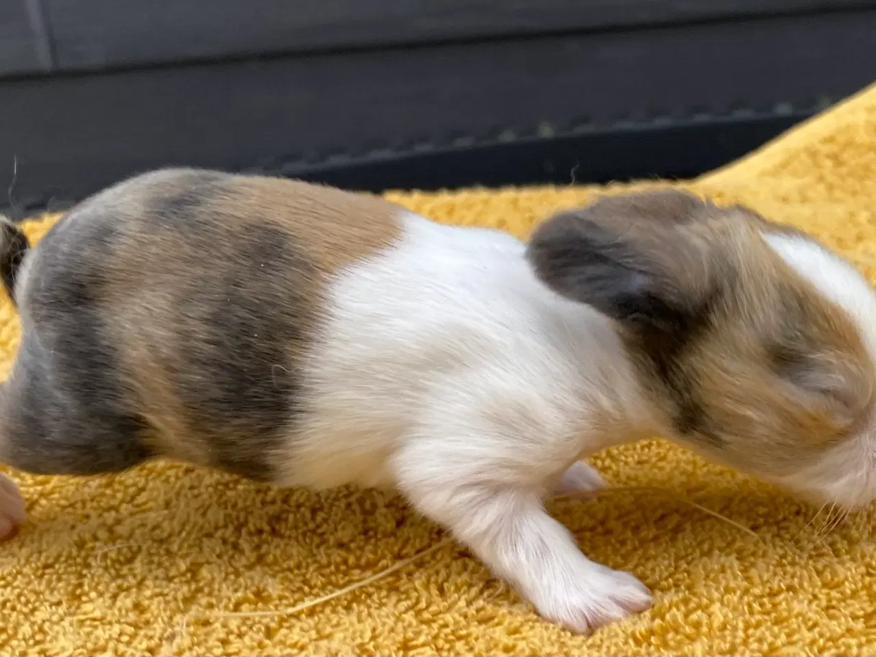 Billede 7 - HOLLÆNDER HAN JAPANER SORT/GUL