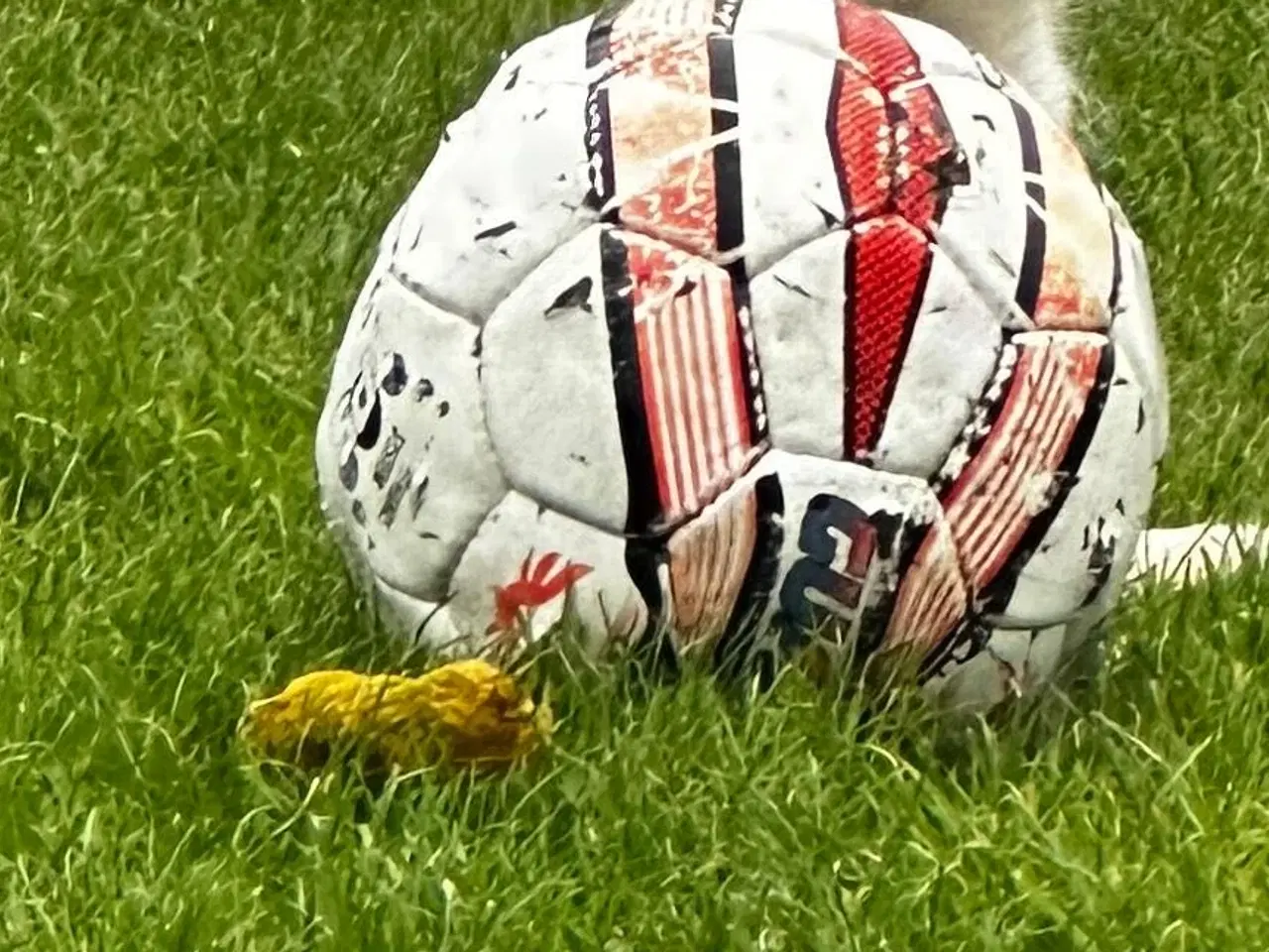 Billede 4 - Han Hvalpe 