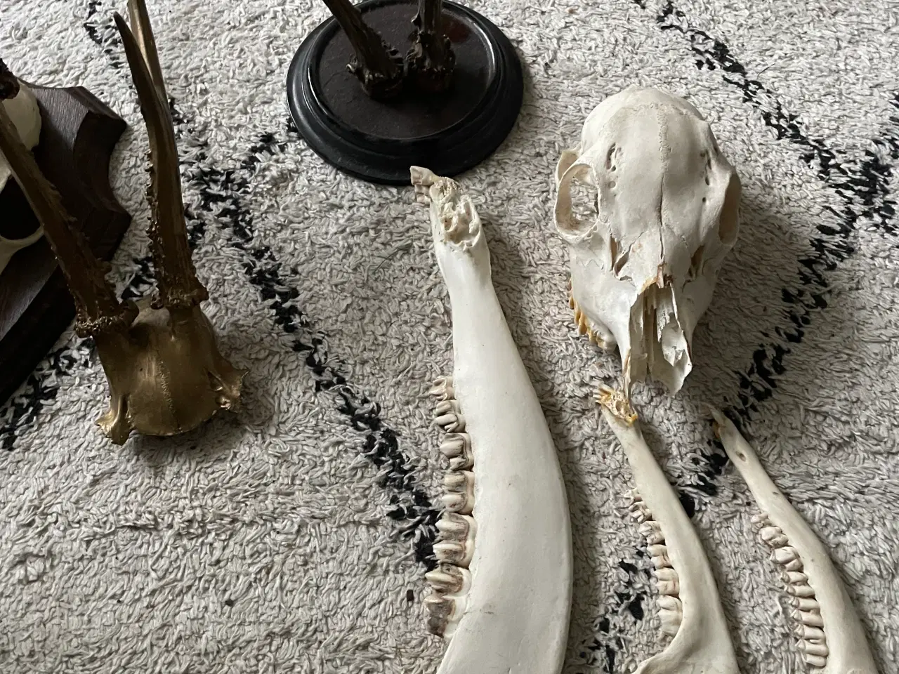 Billede 3 - Udstoppet dyr gevir dyrhoved