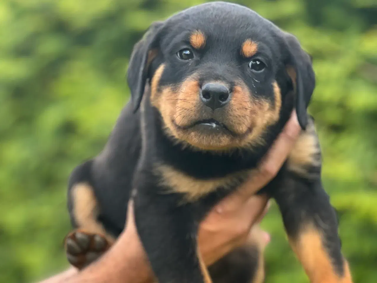 Billede 3 - Rottweiler hvalpe 