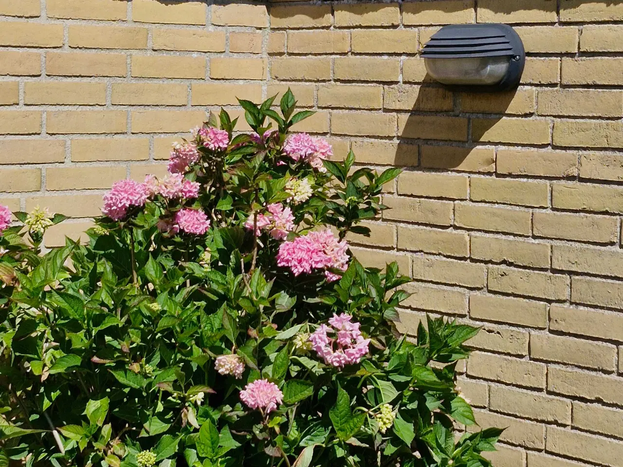 Billede 1 - Stor Hortensia 