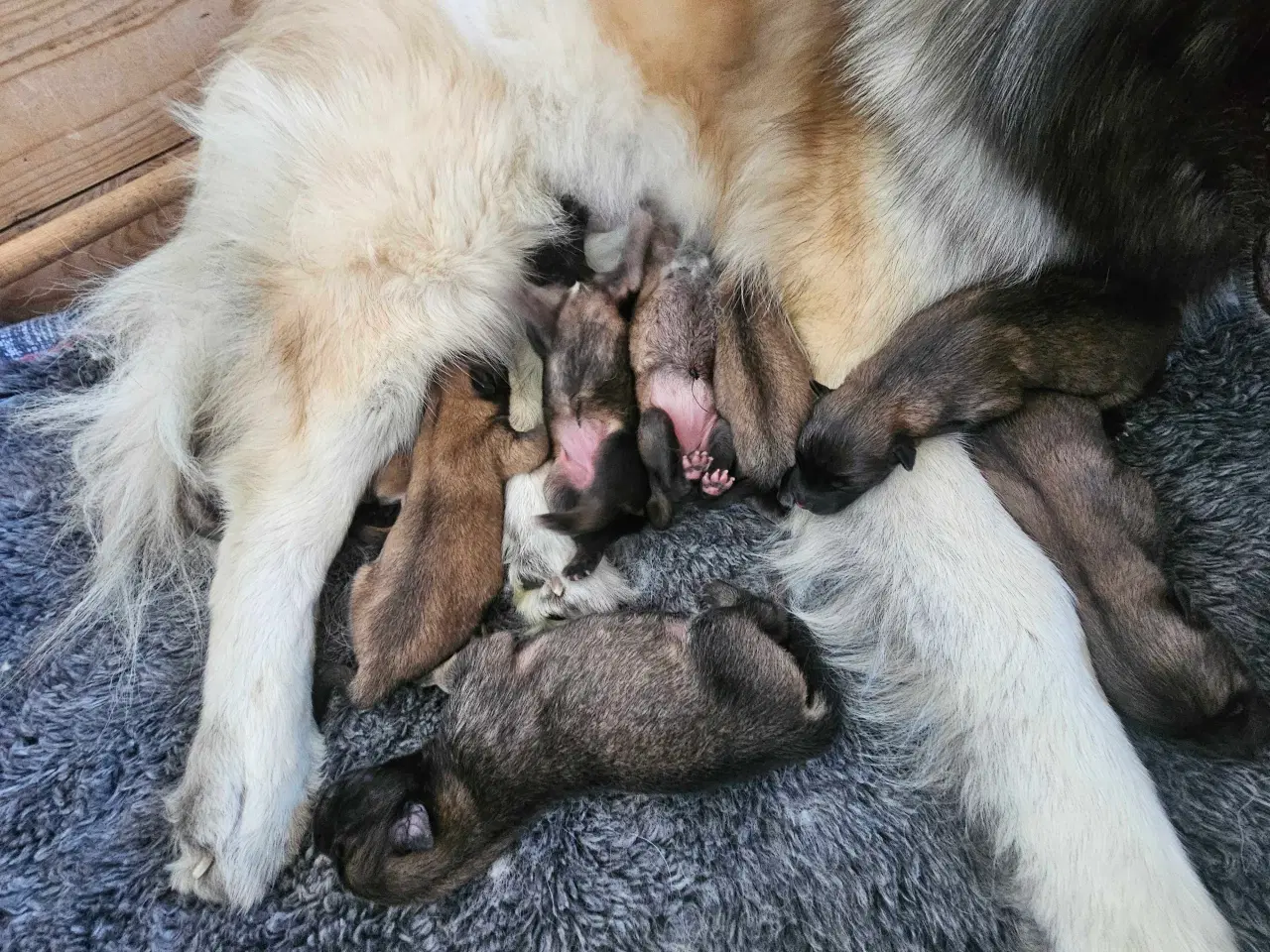 Billede 5 - Husky/Eurasier hvalpe sælges 