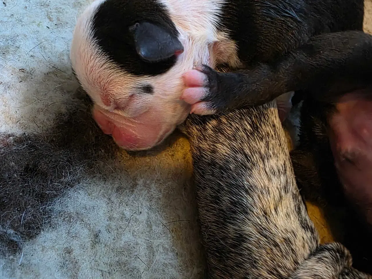 Billede 6 - Old english bulldog 