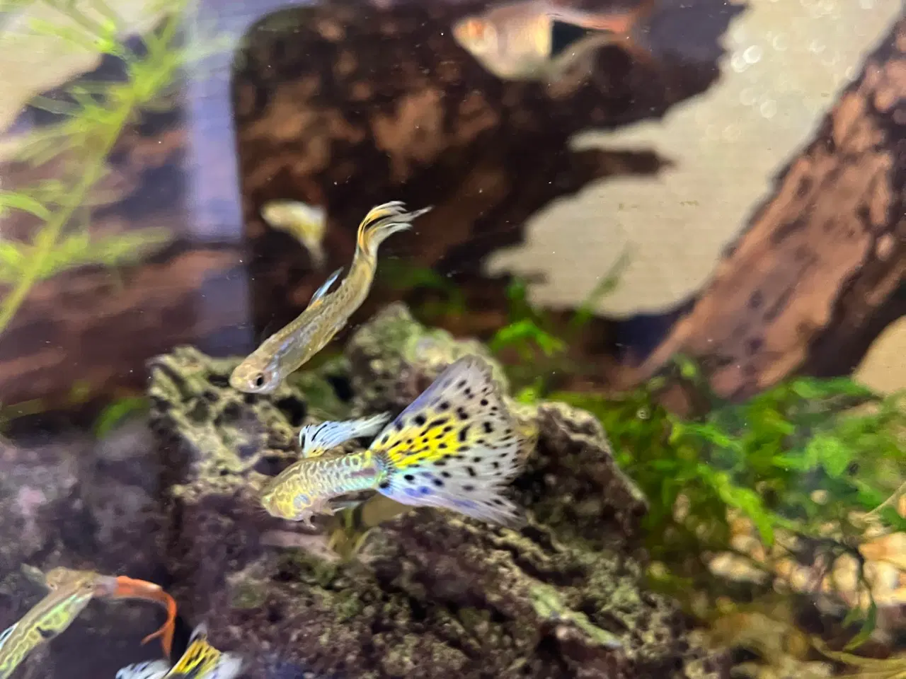 Billede 3 - Flotte guppyer i gule og orange farver.