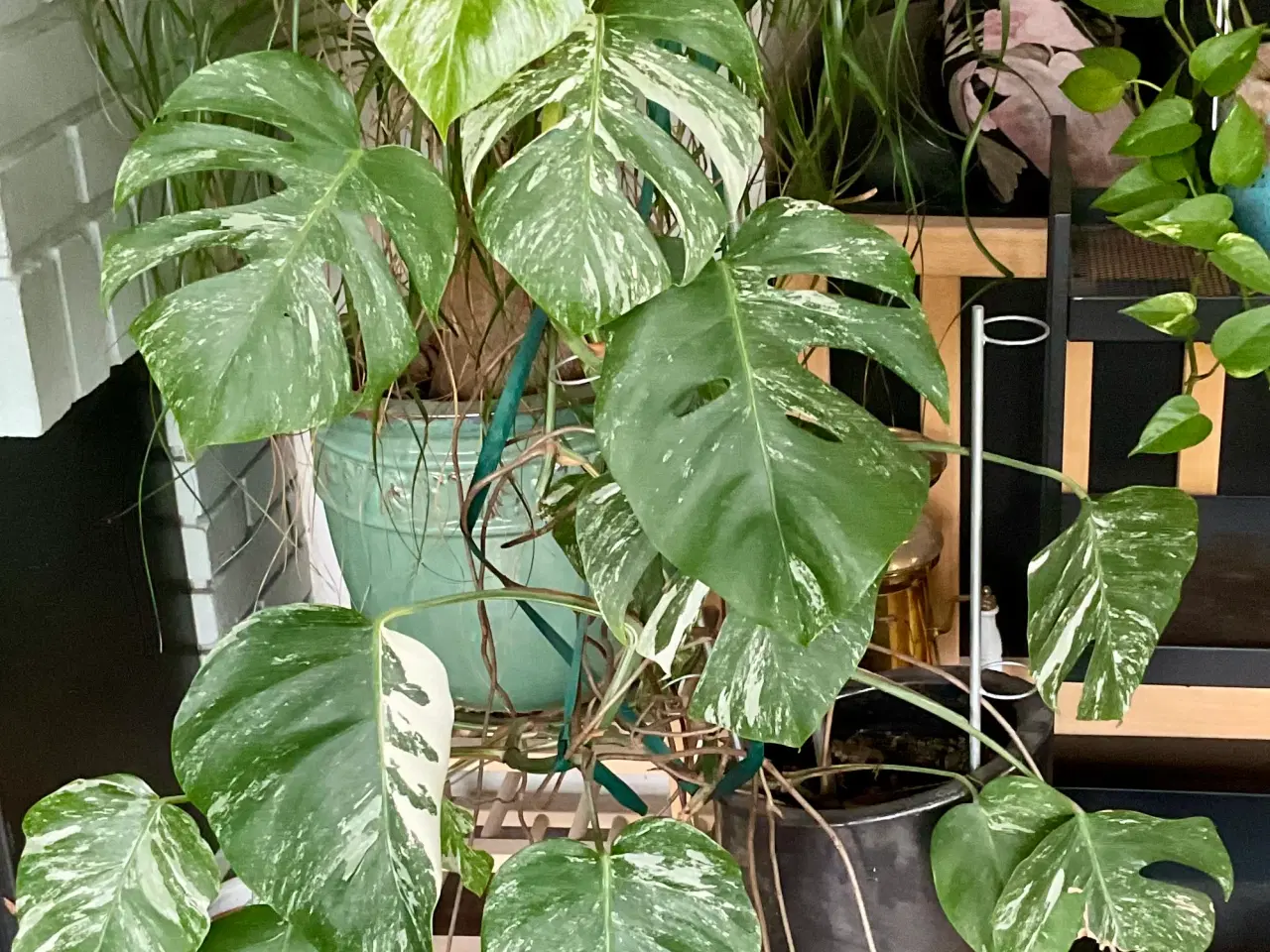 Billede 1 - Monstera Alba Variegata