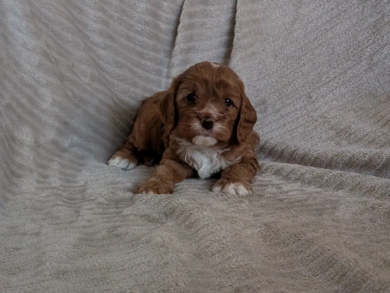 Billede 9 - Cavapoo hvalpe søger kærlige hjem - Cava/Toypuddel