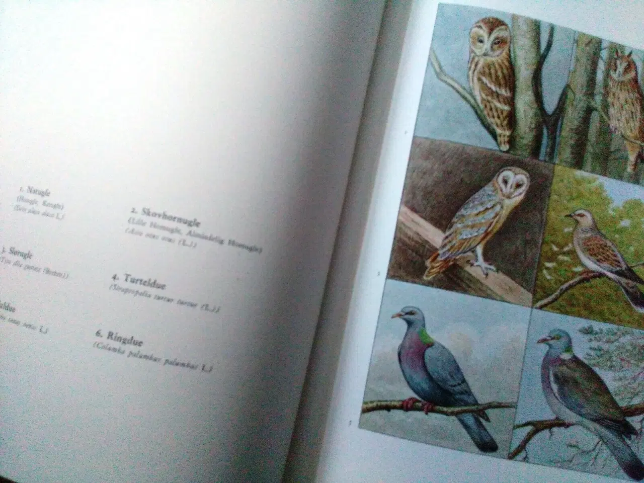 Billede 4 - Fuglebogen.