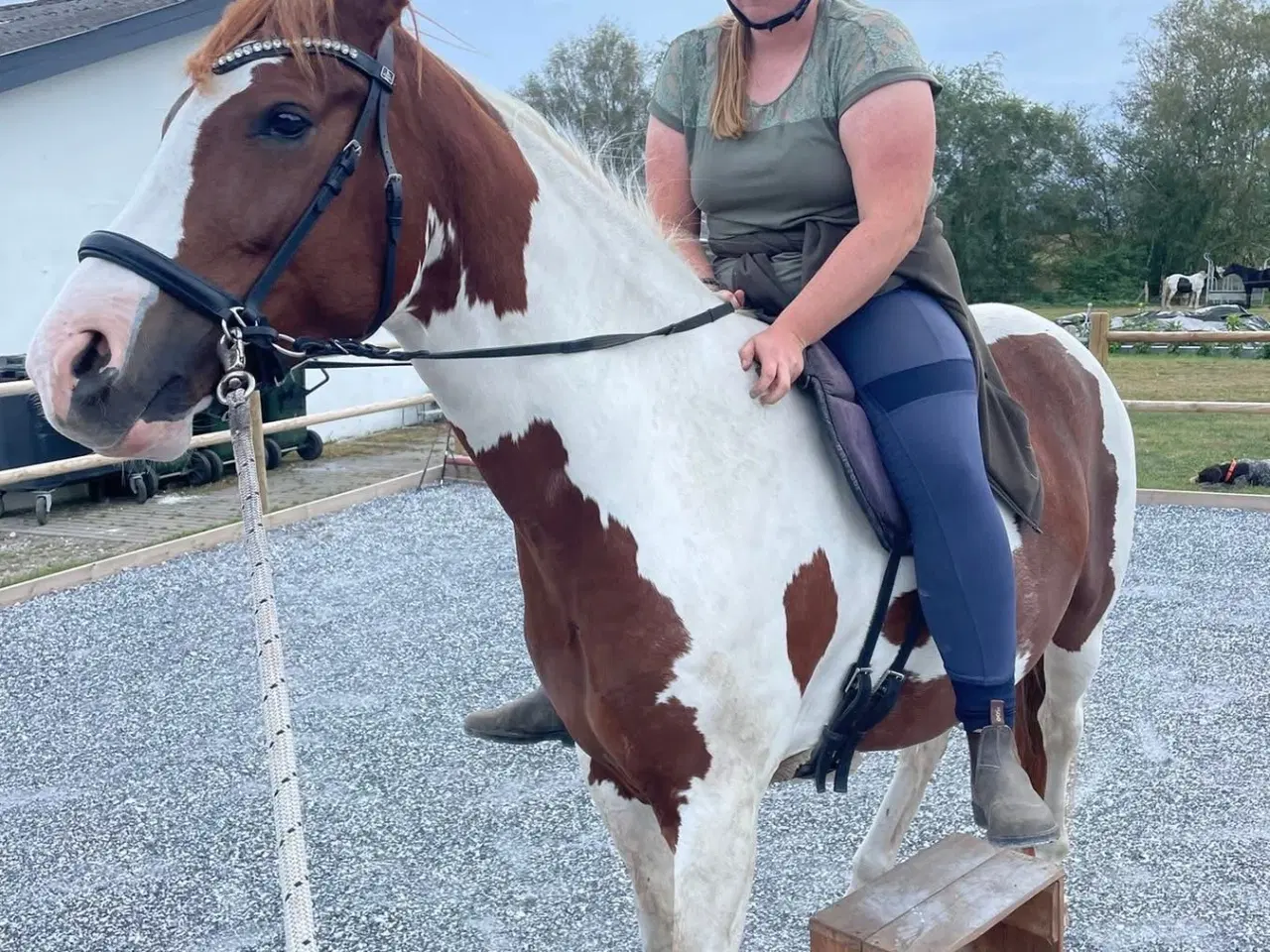 Billede 4 - Skønneste 4 års pinto vallak 