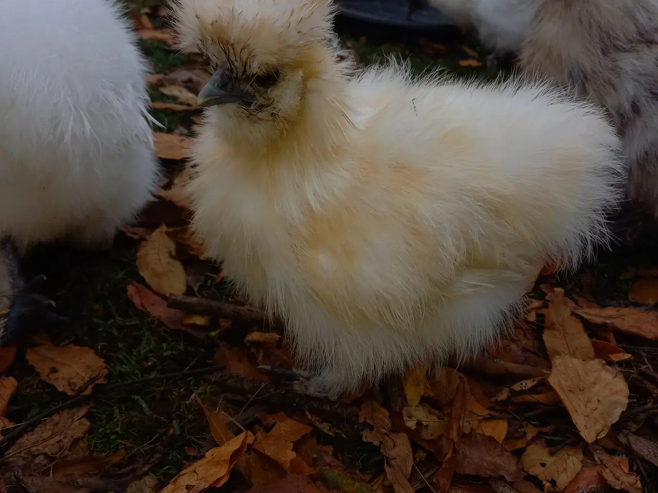 Billede 9 - Us silkehøns