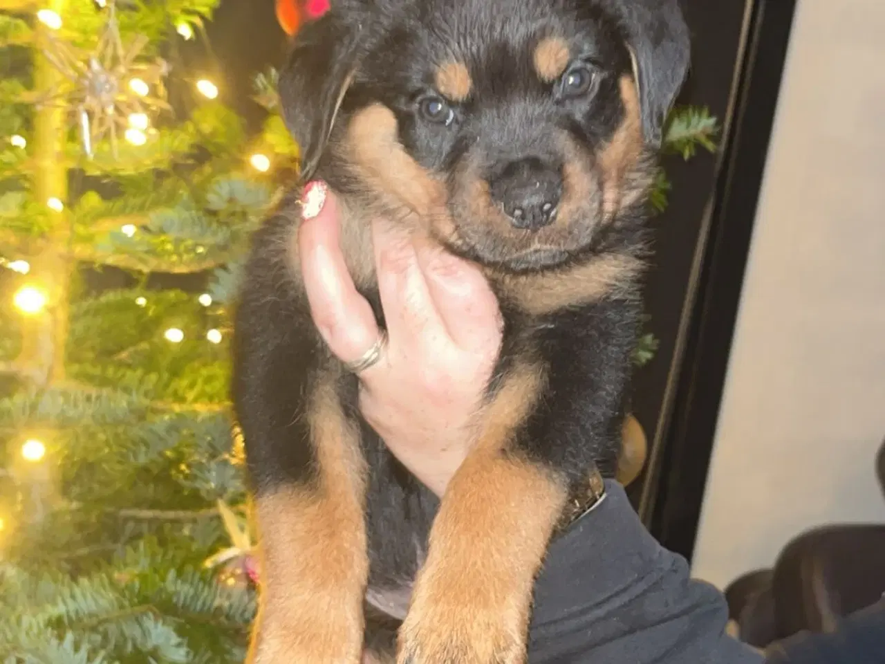 Billede 1 - Ægte Rottweiler 