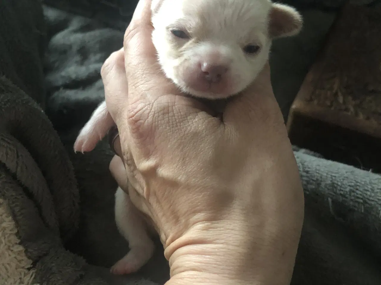 Billede 7 - Shih Tzu / Chihuahua blanding