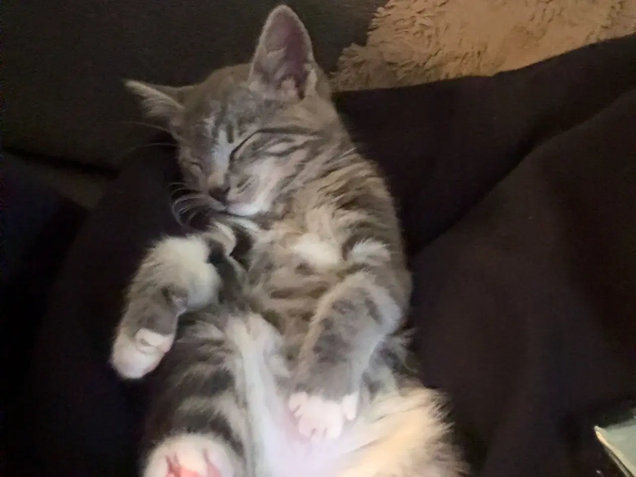 Billede 4 - Katte killing