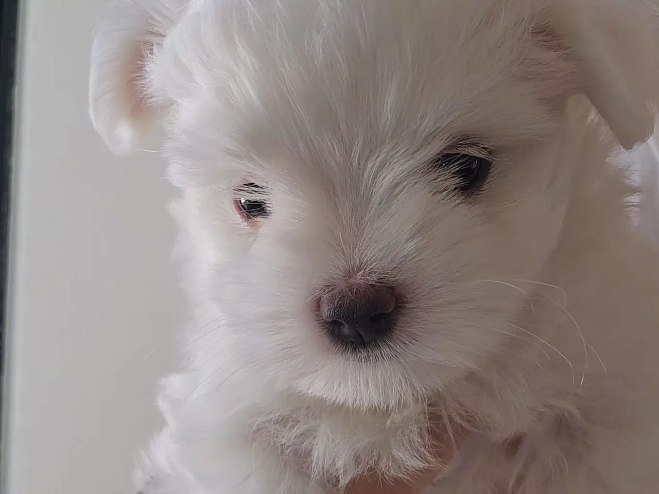 Billede 2 -  Bichon Maltese Korean hvalpe