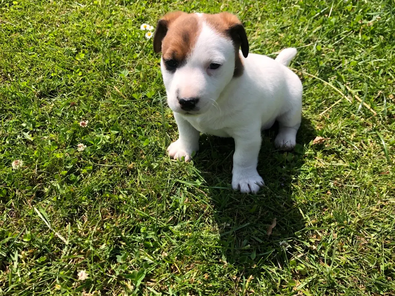 Billede 2 - Jack Russel Terrier