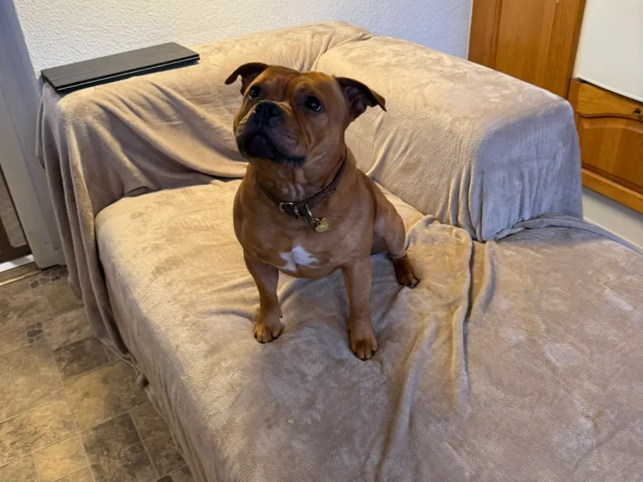 Billede 7 - Staffordshire Bull Terrier - Skøn hanhund