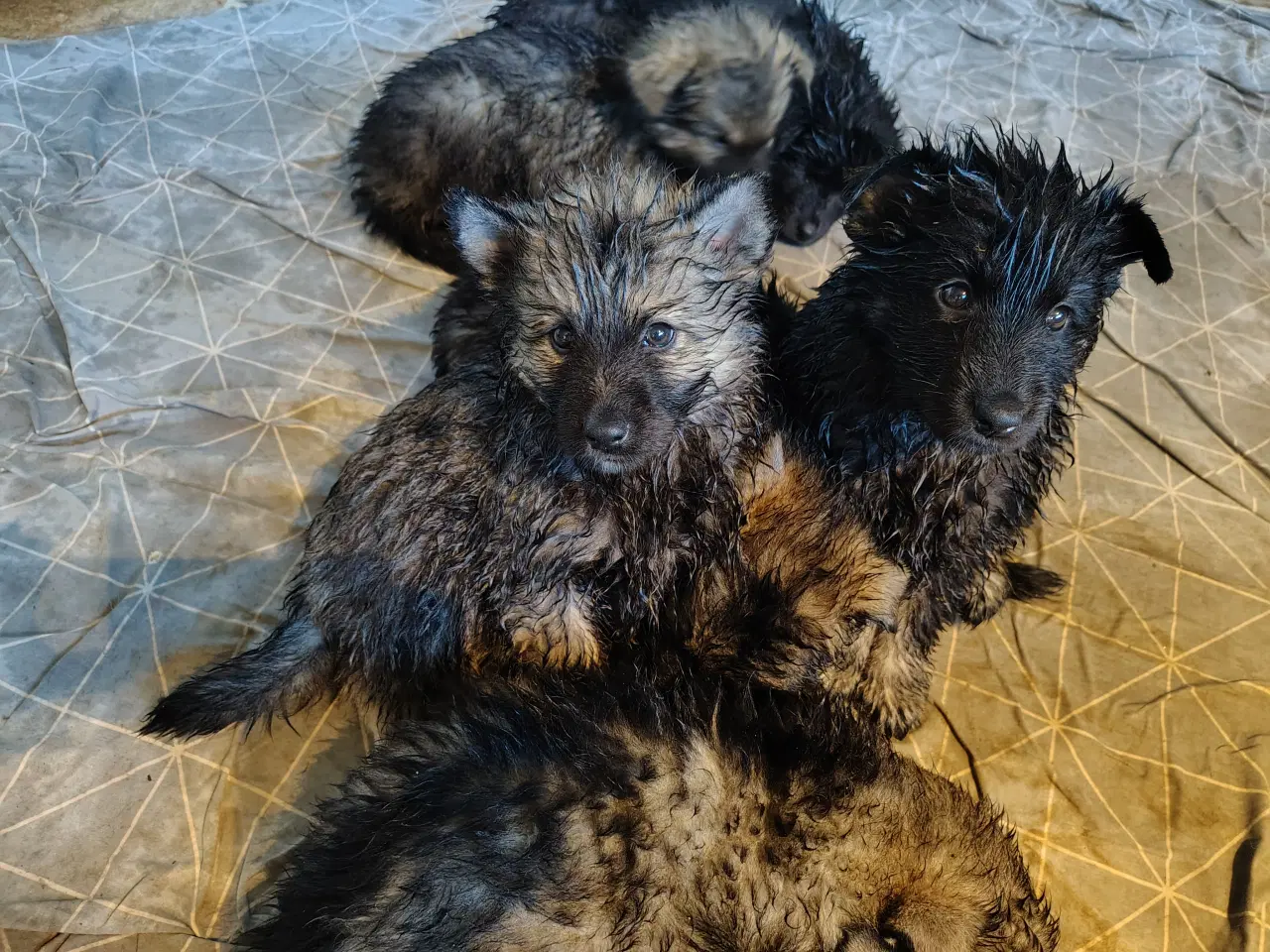 Billede 1 - Finsk lapphund / langhåret schæfer hvalpe