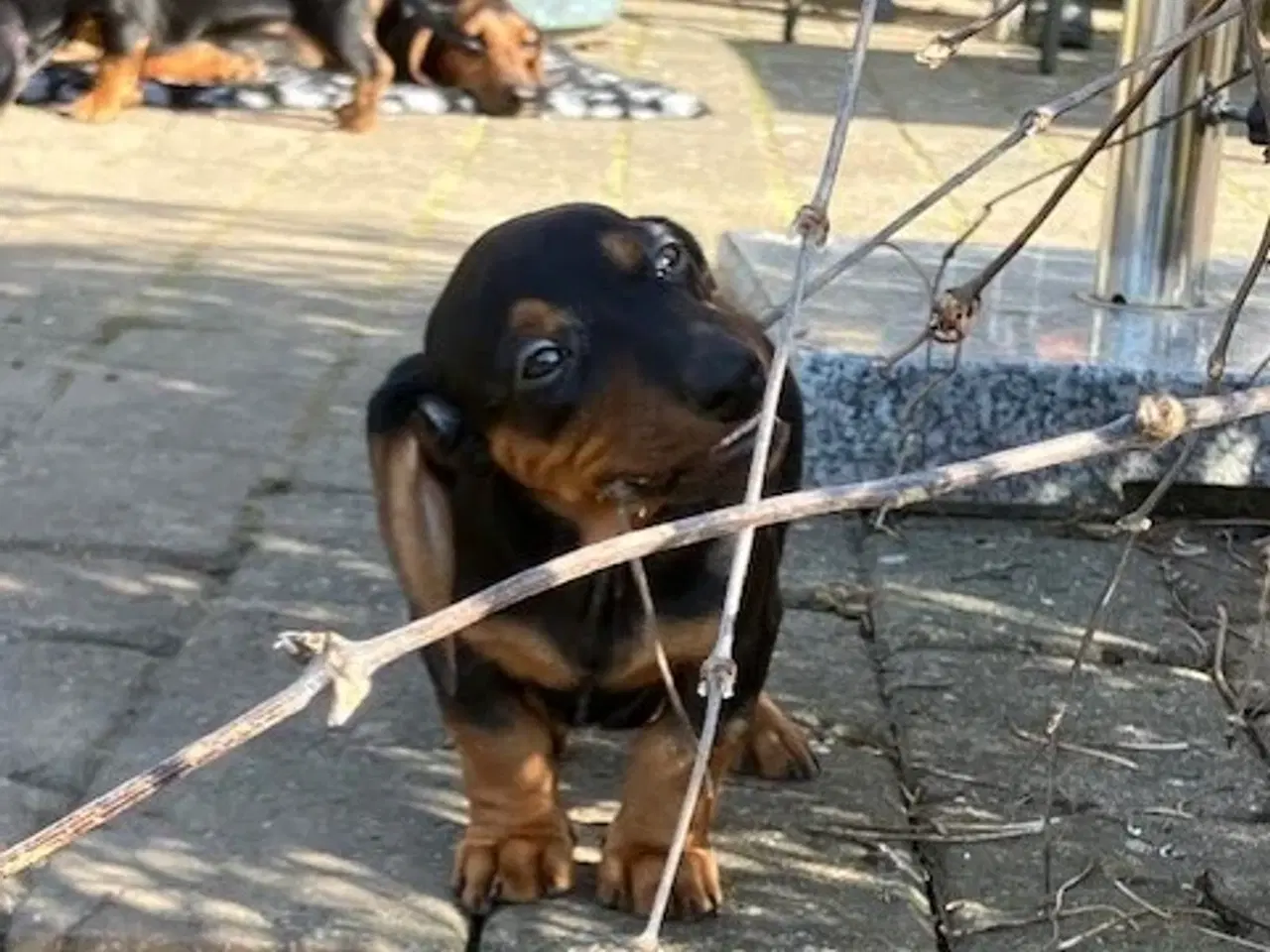 Billede 2 - Korthåret sort gravhundehvalp, hanhund