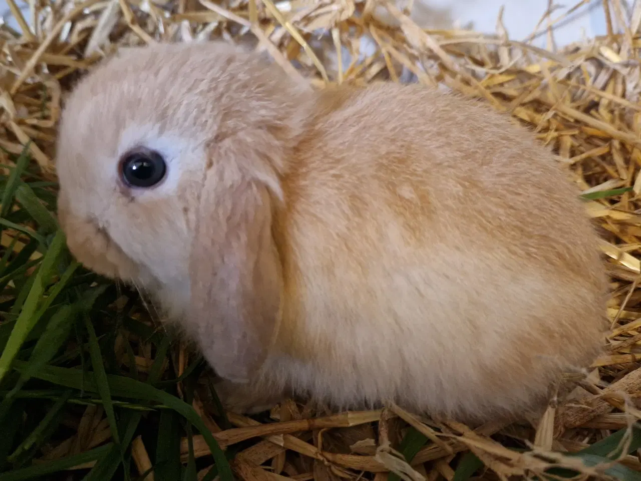 Billede 1 - Minilop unge dreng