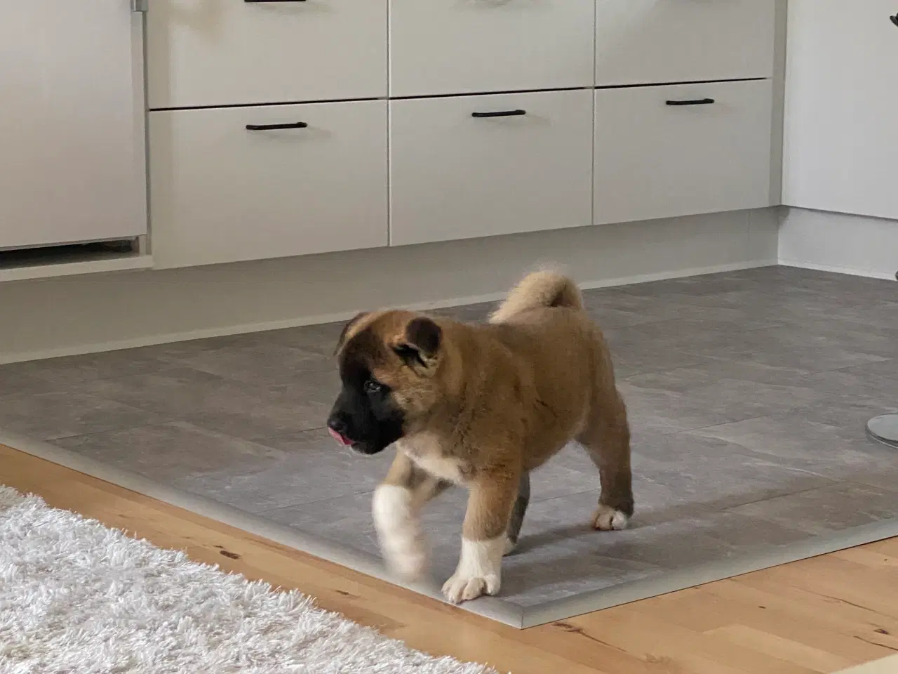 Billede 3 - American Akita hvalp 8 uger ( Haster ‼️) 