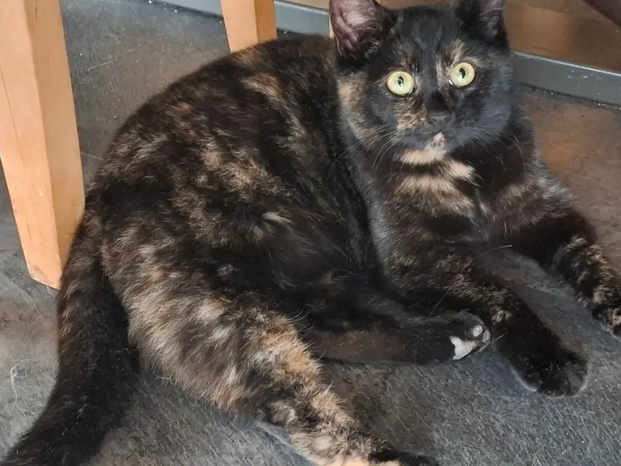 Billede 1 - Hun killing søger et hjem