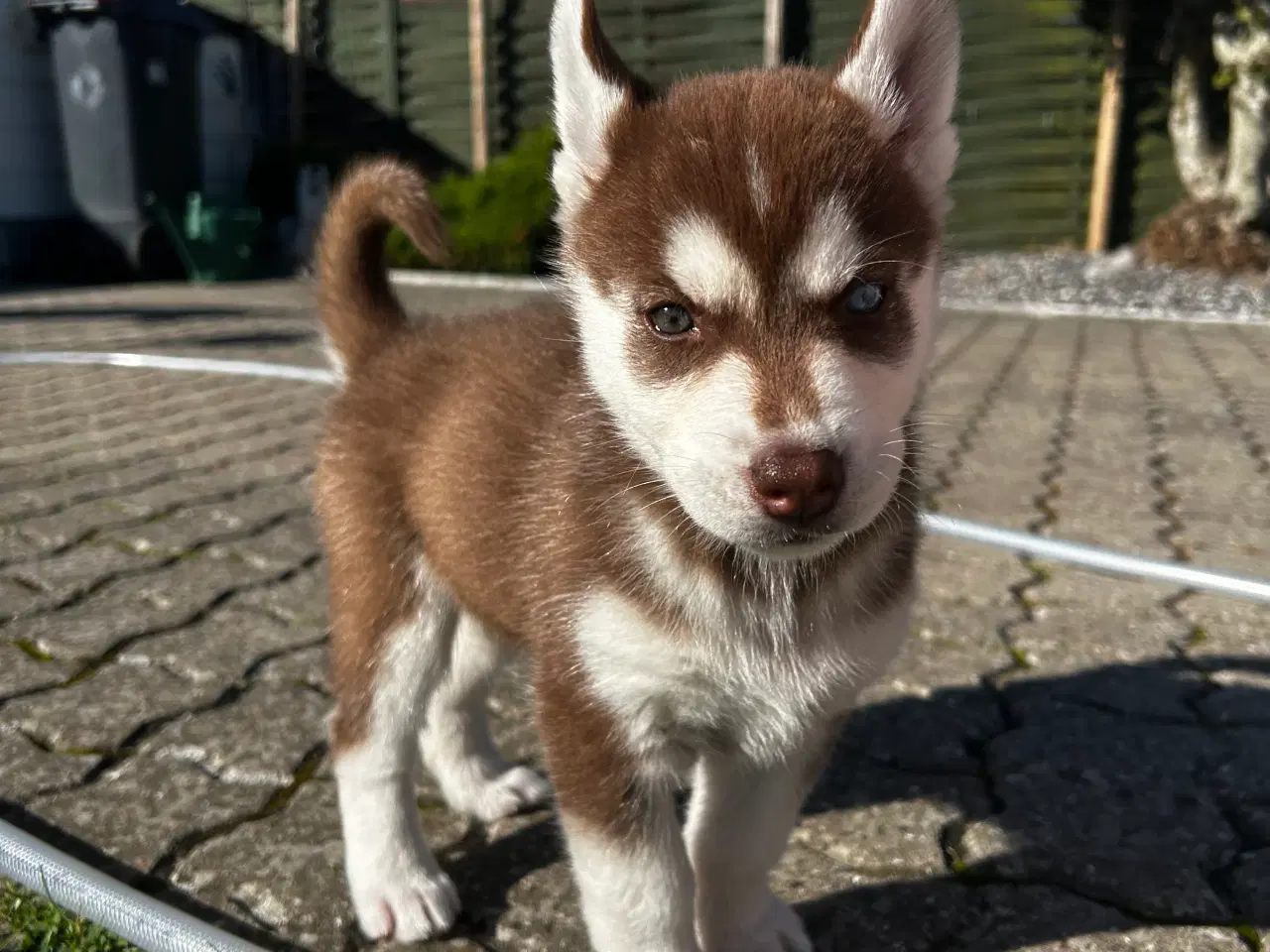 Billede 5 - 4 søde husky piger