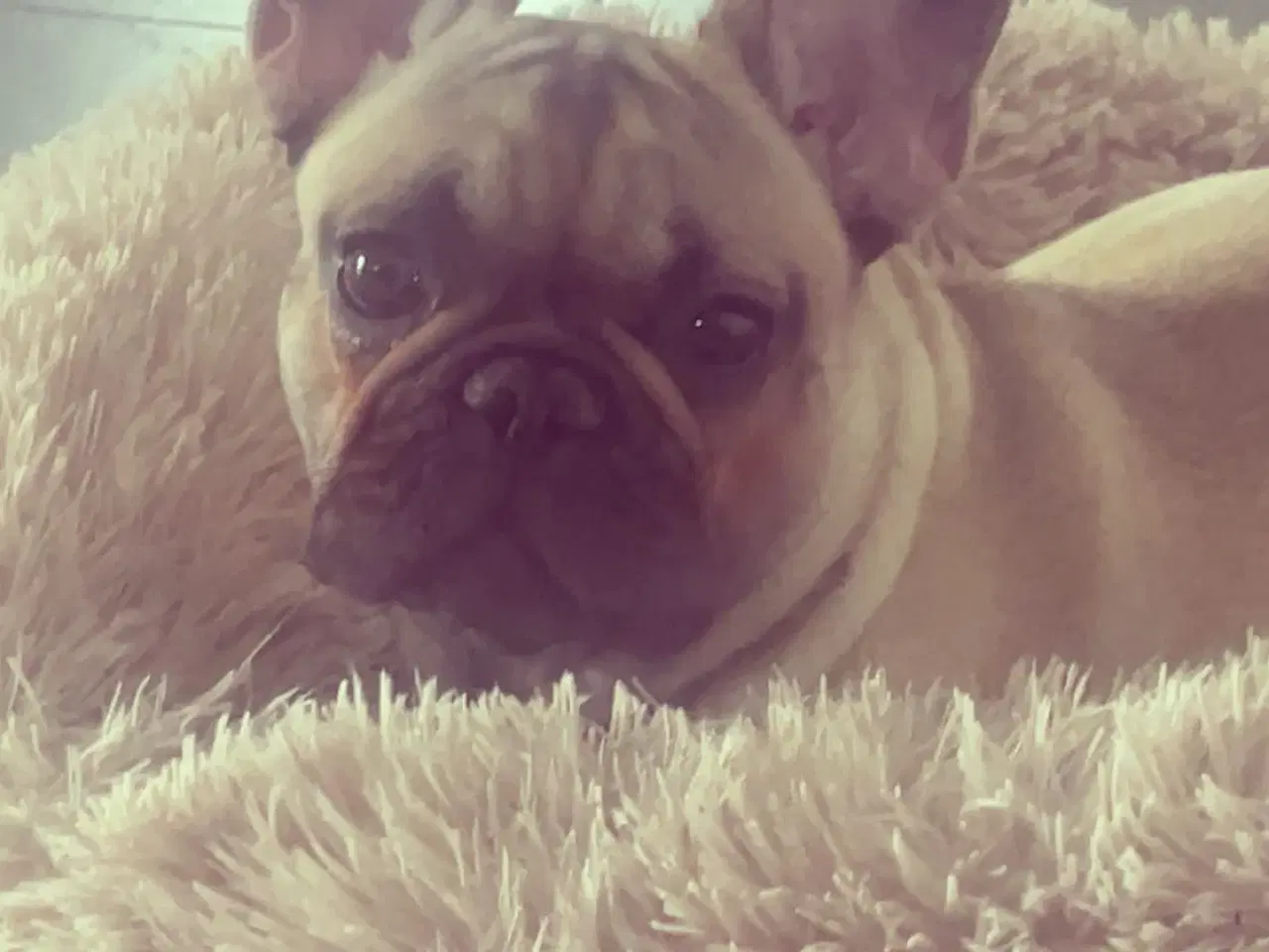 Billede 3 - Fransk Bulldog 