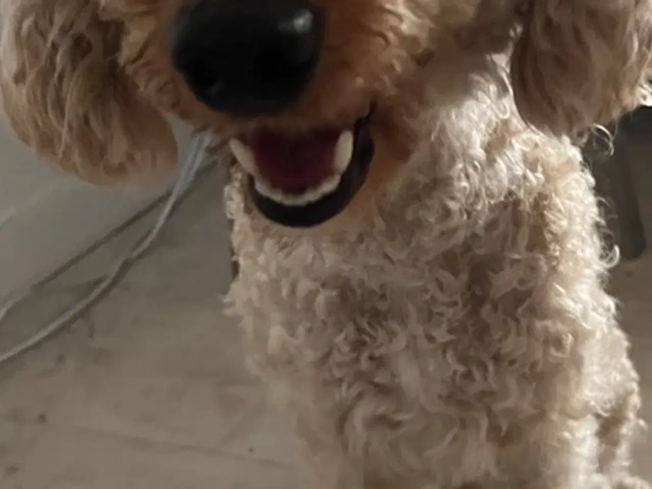 Billede 9 - Cockapoo hvalpe F1