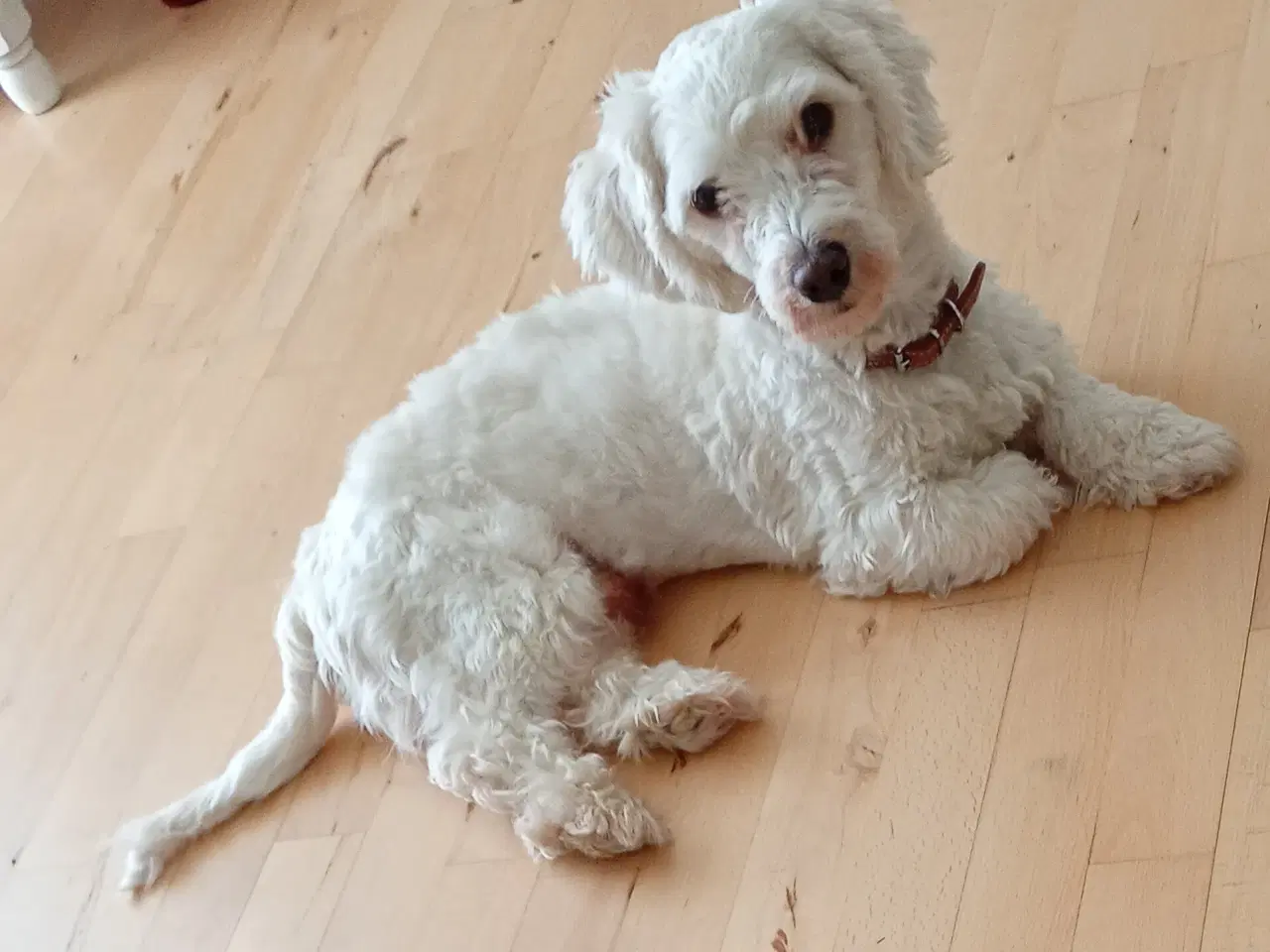 Billede 2 - Havanais/malteser hvalpe