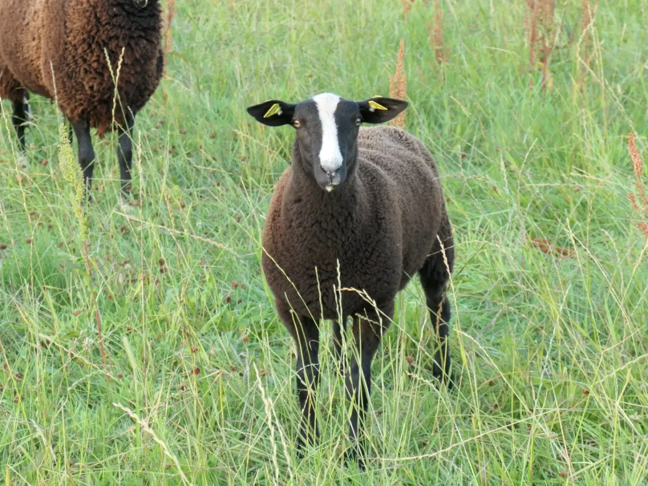 Billede 2 - Zwartbles vædderlam, m3 + stamtavle