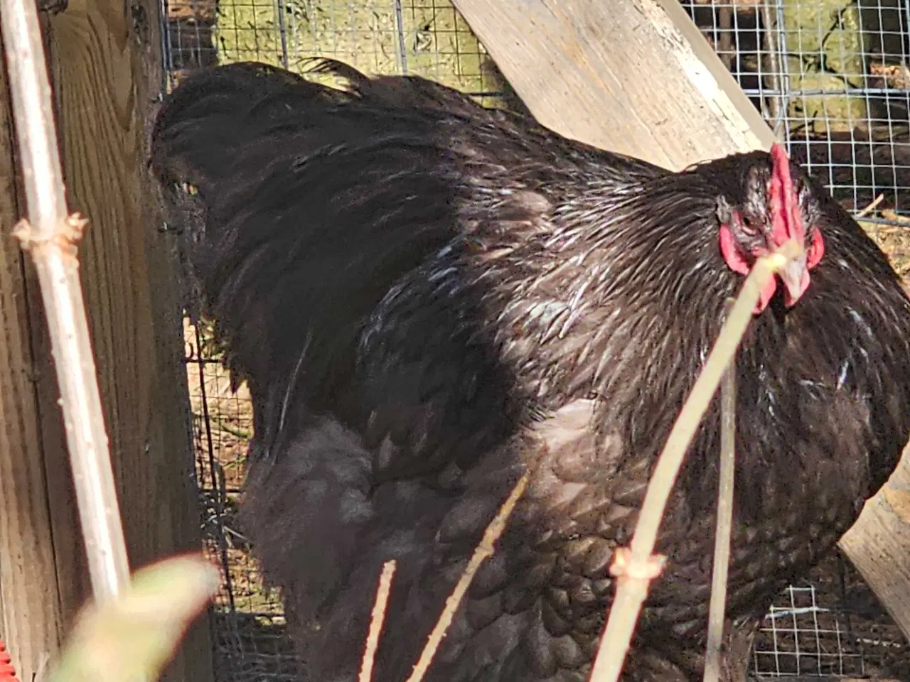 Billede 2 - 2 Chokolade orpington haner 
