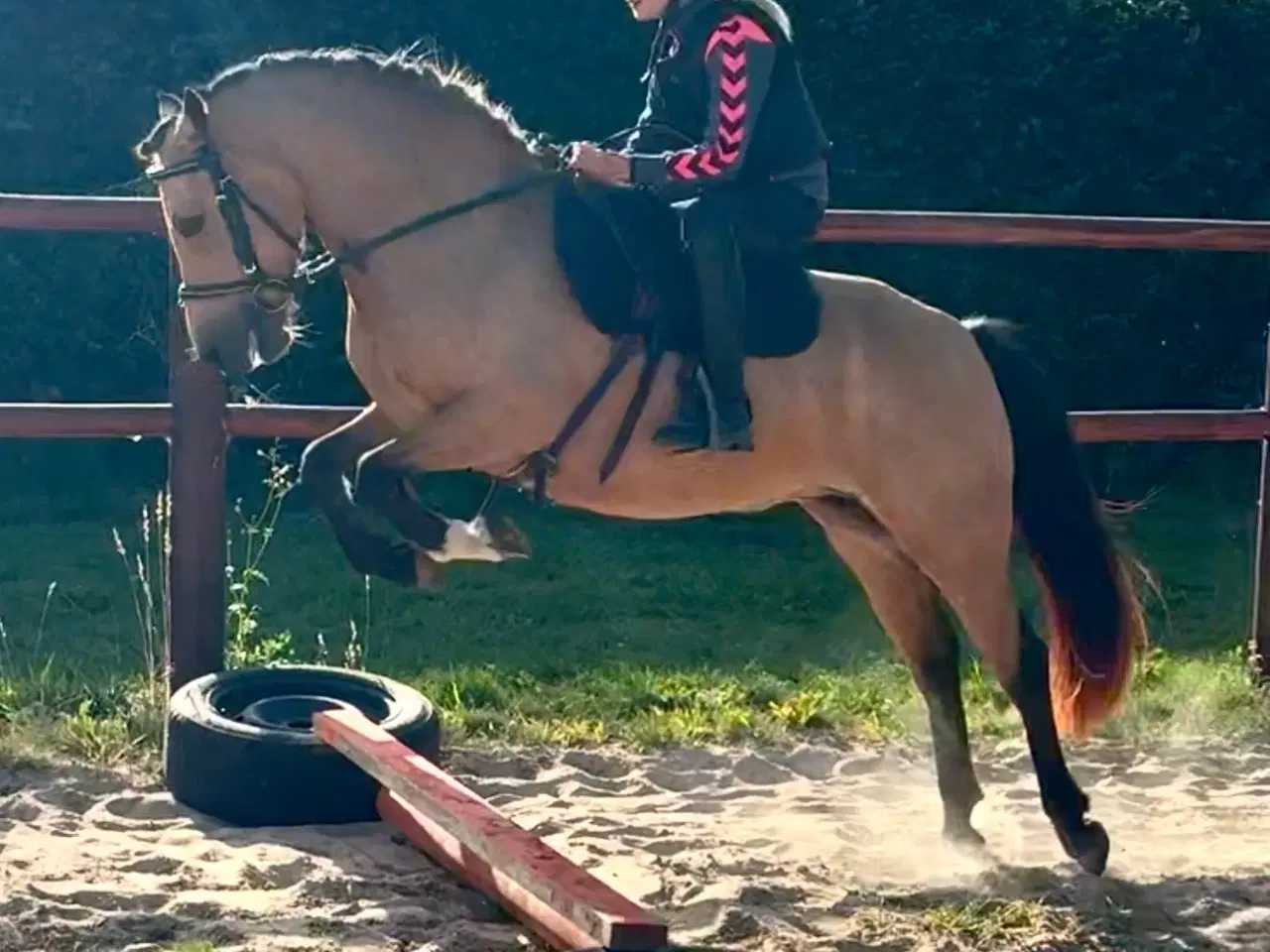 Billede 6 - Gudesmuk Welsh Cob ponyhoppe