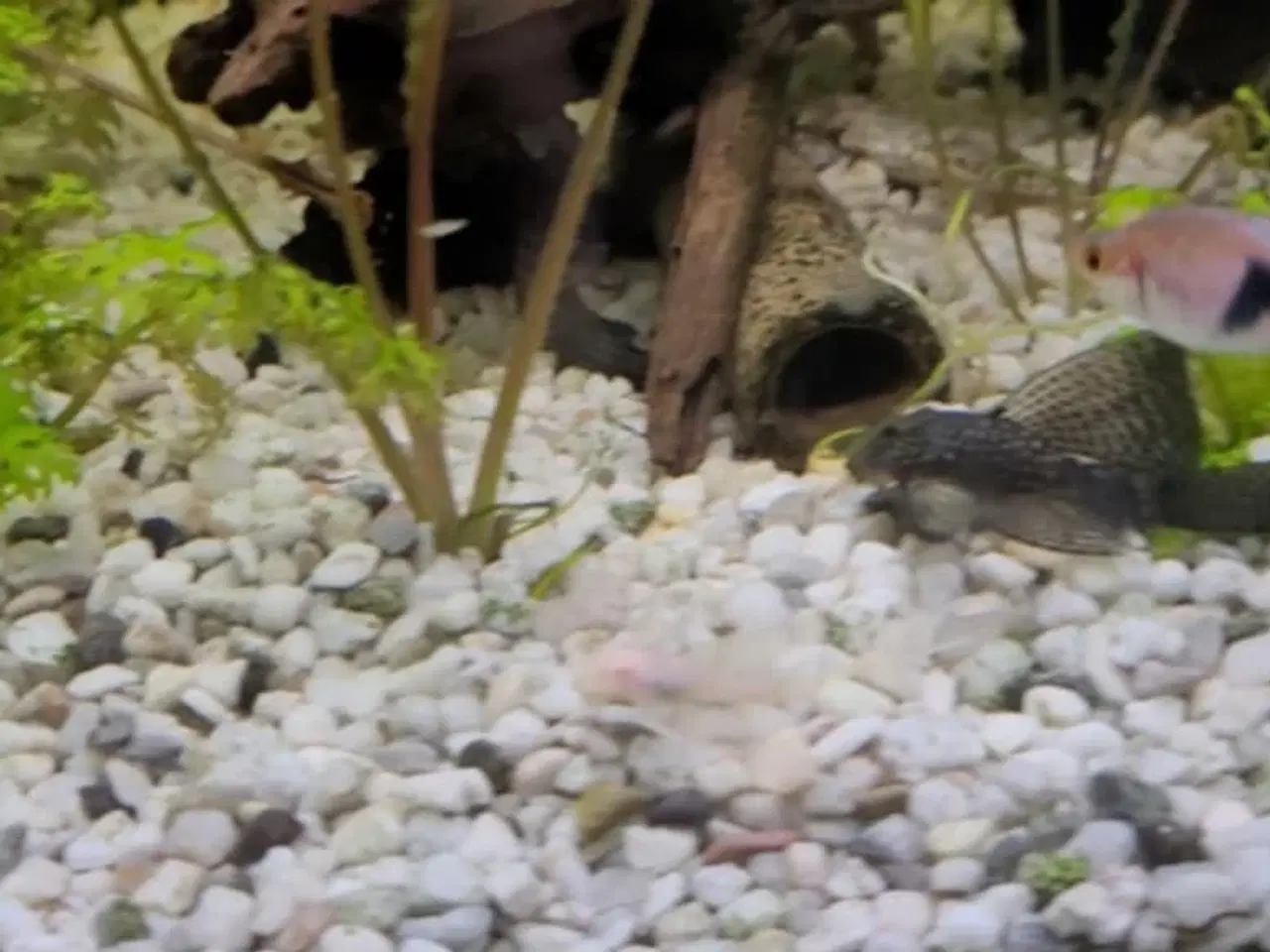 Billede 4 - Juwel akvarie 180l