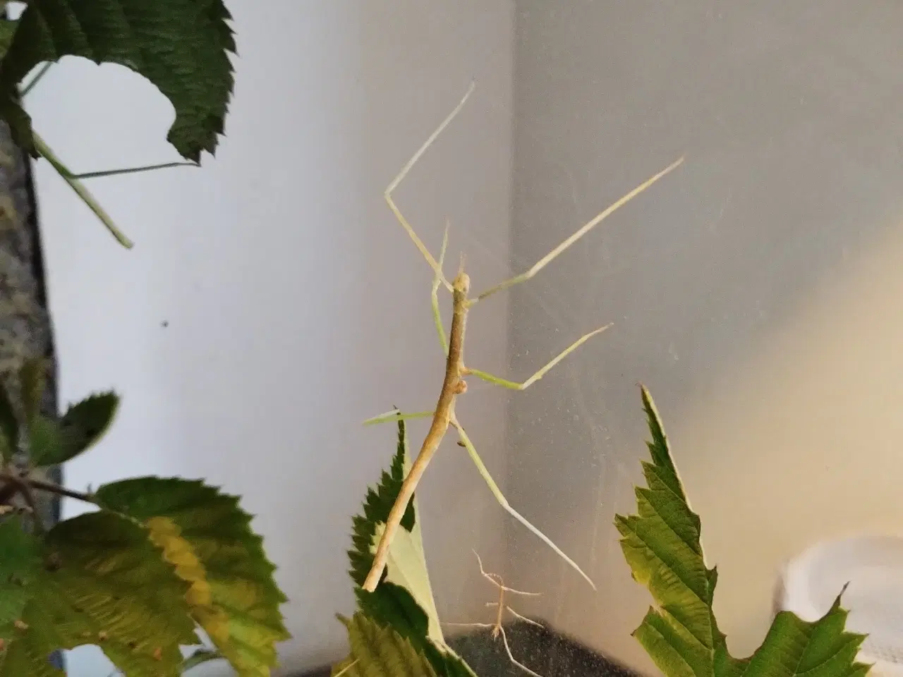 Billede 2 - Vietnamesiske vandrede pinde