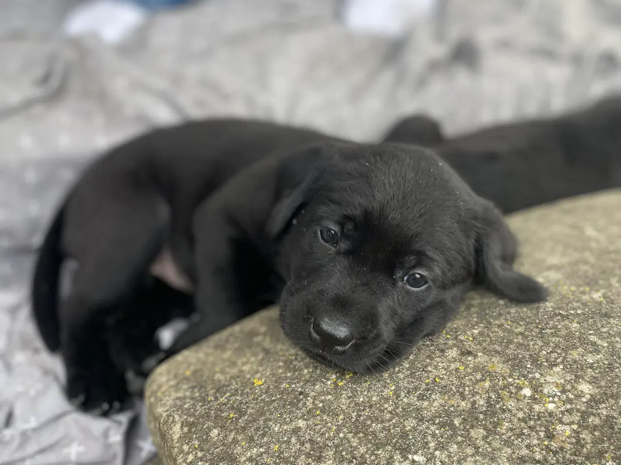 Billede 4 - Labrador Retriver på